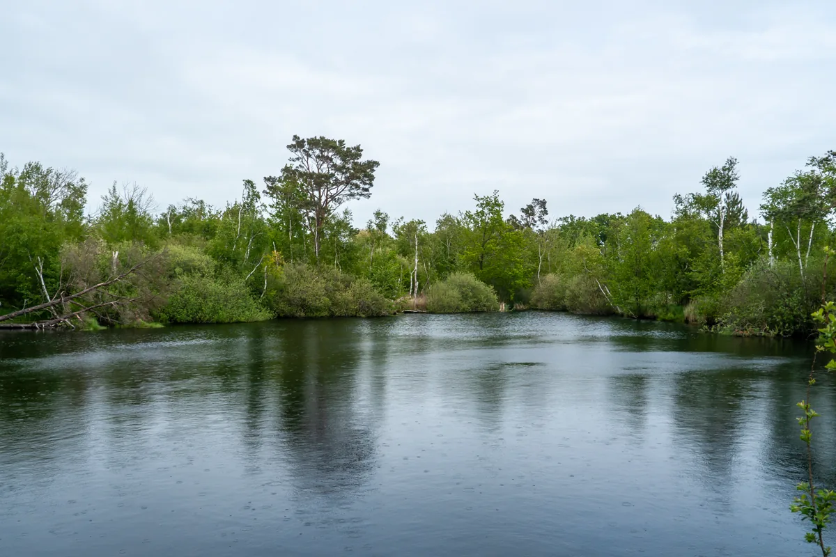 Ribnitzer Großes Moor bei Dierhagen
